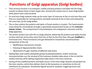 Functions of Golgi apparatus (Golgi bodies)
• Their primary function is to transport, modify and pack proteins and lipids into the Golgi
vesicles to deliver them to their target sites. Animal cells contain one or more Golgi bodies
while plants have a few hundred.
• Cis and trans Golgi network make up the outer layer of cisternae at the cis and trans face and
they are responsible for sorting proteins and lipids received at the cis face and released by
the trans face, by the Golgi bodies.
• The cis face collects the proteins and lipids, of fused vesicles in clusters. The fused vesicles
move along the microtubules through a specialized compartment known as the vesicular-
tubular cluster. This compartment is found between the endoplasmic reticulum and the
Golgi apparatus.
• The vesicle clusters fuse with the cis Golgi network, delivering the proteins and lipids into the
cis face cisternae and as they move from the cis face to the trans face, they get modified to
functional units. These functional units get delivered to intracellular and extracellular
components of the cell.
– Modification mechanisms include:
– Cleaving of oligosaccharides chains
– Attachment of sugar moieties of different side chains
• Adding fatty acids and/or phosphate groups by phosphorylation, and/or removing
monosaccharides e.g. the removal of the mannose moieties takes place in the cis and the
medial cisternae while adding of galactose takes place in the trans cisternae.
• Sorting of the modified proteins and lipids occurs in the trans-Golgi network and packed into
the trans vesicles, which then delivers them to the lysosomes or sometimes to the cell
membrane for exocytosis. Assisted by ligands bound to receptors triggering fusion and
 