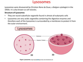 Lysosomes
Lysosomes were discovered by Christian Rene de Duve, a Belgian cytologist in the
1950s. It is also known as cell vesicles.
Structure of Lysosomes
• They are round subcellular organelle found in almost all eukaryotic cells
• Lysosomes are very acidic organelles containing the digestive enzymes and
therefore each of the lysosomes is surrounded by a membrane to protect it from
the outer environment.
 