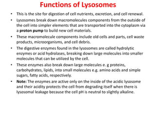Functions of Lysosomes
• This is the site for digestion of cell nutrients, excretion, and cell renewal.
• Lysosomes break down macromolecules components from the outside of
the cell into simpler elements that are transported into the cytoplasm via
a proton pump to build new cell materials.
• These macromolecule components include old cells and parts, cell waste
products, microorganisms, and cell debris.
• The digestive enzymes found in the lysosomes are called hydrolytic
enzymes or acid hydrolases, breaking down large molecules into smaller
molecules that can be utilized by the cell.
• These enzymes also break down large molecules e. g proteins,
carbohydrates, lipids, into small molecules e.g. amino acids and simple
sugars, fatty acids, respectively.
• Note: The enzymes are active only on the inside of the acidic lysosome
and their acidity protects the cell from degrading itself when there is
lysosomal leakage because the cell pH is neutral to slightly alkaline.
 