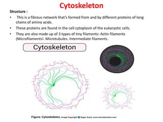 Cytoskeleton
Structure :
• This is a fibrous network that’s formed from and by different proteins of long
chains of amino acids.
• These proteins are found in the cell cytoplasm of the eukaryotic cells.
• They are also made up of 3 types of tiny filaments: Actin filaments
(Microfilaments), Microtubules, Intermediate filaments.
 