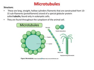Microtubules
Structure:
• These are long, straight, hollow cylinders filaments that are constructed from 13-
15 sub-filaments (protofilament) strand of a special globular protein
called tubulin, found only in eukaryotic cells.
• They are found throughout the cytoplasm of the animal cell.
 