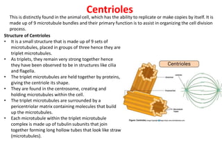 Centrioles
This is distinctly found in the animal cell, which has the ability to replicate or make copies by itself. It is
made up of 9 microtubule bundles and their primary function is to assist in organizing the cell division
process.
Structure of Centrioles
• It is a small structure that is made up of 9 sets of
microtubules, placed in groups of three hence they are
triplet microtubules.
• As triplets, they remain very strong together hence
they have been observed to be in structures like cilia
and flagella.
• The triplet microtubules are held together by proteins,
giving the centriole its shape.
• They are found in the centrosome, creating and
holding microtubules within the cell.
• The triplet microtubules are surrounded by a
pericentriolar matrix containing molecules that build
up the microtubules.
• Each microtubule within the triplet microtubule
complex is made up of tubulin subunits that join
together forming long hollow tubes that look like straw
(microtubules).
 