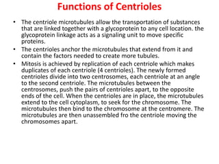 Functions of Centrioles
• The centriole microtubules allow the transportation of substances
that are linked together with a glycoprotein to any cell location. the
glycoprotein linkage acts as a signaling unit to move specific
proteins.
• The centrioles anchor the microtubules that extend from it and
contain the factors needed to create more tubules.
• Mitosis is achieved by replication of each centriole which makes
duplicates of each centriole (4 centrioles). The newly formed
centrioles divide into two centrosomes, each centriole at an angle
to the second centriole. The microtubules between the
centrosomes, push the pairs of centrioles apart, to the opposite
ends of the cell. When the centrioles are in place, the microtubules
extend to the cell cytoplasm, to seek for the chromosome. The
microtubules then bind to the chromosome at the centromere. The
microtubules are then unassembled fro the centriole moving the
chromosomes apart.
 