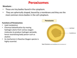 Peroxisomes
Structure :
• These are tiny bodies found in the cytoplasm.
• They are spherically shaped, bound by a membrane and they are the
most common micro-bodies in the cell cytoplasm.
Functions of Peroxisomes:
• Lipid metabolism
• Chemical detoxification by moving
hydrogen atoms from various oxygen
molecules to produce hydrogen peroxide,
hence neutralizing body poison such as
alcohol.
• Its mechanism in Reactive Oxygen species is
highly essential.
 