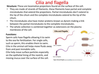 Cilia and flagella
Functions:
Sperm cells have flagella allowing it to swim
to the ova for fertilization. For single cells,
such as sperm, this enables them to swim.
Cilia in the animal cell helps move fluids away
from and past immobile cells.
Cilia help move surface particles especially
on the epithelial lining of the nostrils, and
moving mucus over the surface of the cell.
Structure: These are locomotive projections found on the surface of the cell.
• They are made of strands of filaments. these filaments have partial and complete
microtubules that extend the projections. Partial microtubules don’t extend to
the tip of the cilium and the complete microtubules extend to the tip of the
cilium.
• The microtubules also have motor proteins known as dynein making a link
between the partial microtubules to the complete microtubules.
• The whole collection is combined together as extensions on the plasma
membrane of the cell.
 