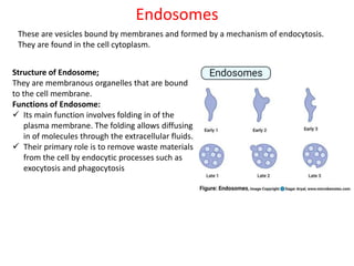 Endosomes
These are vesicles bound by membranes and formed by a mechanism of endocytosis.
They are found in the cell cytoplasm.
Structure of Endosome;
They are membranous organelles that are bound
to the cell membrane.
Functions of Endosome:
 Its main function involves folding in of the
plasma membrane. The folding allows diffusing
in of molecules through the extracellular fluids.
 Their primary role is to remove waste materials
from the cell by endocytic processes such as
exocytosis and phagocytosis
 