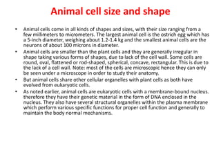 Animal cell size and shape
• Animal cells come in all kinds of shapes and sizes, with their size ranging from a
few millimeters to micrometers. The largest animal cell is the ostrich egg which has
a 5-inch diameter, weighing about 1.2-1.4 kg and the smallest animal cells are the
neurons of about 100 microns in diameter.
• Animal cells are smaller than the plant cells and they are generally irregular in
shape taking various forms of shapes, due to lack of the cell wall. Some cells are
round, oval, flattened or rod-shaped, spherical, concave, rectangular. This is due to
the lack of a cell wall. Note: most of the cells are microscopic hence they can only
be seen under a microscope in order to study their anatomy.
• But animal cells share other cellular organelles with plant cells as both have
evolved from eukaryotic cells.
• As noted earlier, animal cells are eukaryotic cells with a membrane-bound nucleus.
therefore they have their genetic material in the form of DNA enclosed in the
nucleus. They also have several structural organelles within the plasma membrane
which perform various specific functions for proper cell function and generally to
maintain the body normal mechanisms.
 