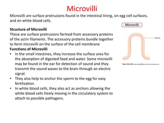 Microvilli
Microvilli are surface protrusions found in the intestinal lining, on egg cell surfaces,
and on white blood cells.
Structure of Microvilli
These are surface protrusions formed from accessory proteins
of the actin filaments. The accessory proteins bundle together
to form microvilli on the surface of the cell membrane
Functions of Microvilli
• In the small intestines, they increase the surface area for
the absorption of digested food and water. Some microvilli
may be found in the ear for detection of sound and they
transmit the sound waves to the brain through an electric
signal.
• They also help to anchor the sperm to the egg for easy
fertilization.
• In white blood cells, they also act as anchors allowing the
white blood cells freely moving in the circulatory system to
attach to possible pathogens.
 