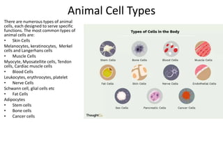 Animal Cell Types
There are numerous types of animal
cells, each designed to serve specific
functions. The most common types of
animal cells are:
• Skin Cells
Melanocytes, keratinocytes, Merkel
cells and Langerhans cells
• Muscle Cells
Myocyte, Myosatellite cells, Tendon
cells, Cardiac muscle cells
• Blood Cells
Leukocytes, erythrocytes, platelet
• Nerve Cells
Schwann cell, glial cells etc
• Fat Cells
Adipocytes
• Stem cells
• Bone cells
• Cancer cells
 