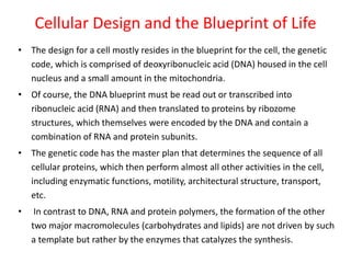 Cellular Design and the Blueprint of Life
• The design for a cell mostly resides in the blueprint for the cell, the genetic
code, which is comprised of deoxyribonucleic acid (DNA) housed in the cell
nucleus and a small amount in the mitochondria.
• Of course, the DNA blueprint must be read out or transcribed into
ribonucleic acid (RNA) and then translated to proteins by ribozome
structures, which themselves were encoded by the DNA and contain a
combination of RNA and protein subunits.
• The genetic code has the master plan that determines the sequence of all
cellular proteins, which then perform almost all other activities in the cell,
including enzymatic functions, motility, architectural structure, transport,
etc.
• In contrast to DNA, RNA and protein polymers, the formation of the other
two major macromolecules (carbohydrates and lipids) are not driven by such
a template but rather by the enzymes that catalyzes the synthesis.
 