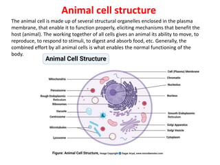 Animal cell structure
The animal cell is made up of several structural organelles enclosed in the plasma
membrane, that enable it to function properly, eliciting mechanisms that benefit the
host (animal). The working together of all cells gives an animal its ability to move, to
reproduce, to respond to stimuli, to digest and absorb food, etc. Generally, the
combined effort by all animal cells is what enables the normal functioning of the
body.
 