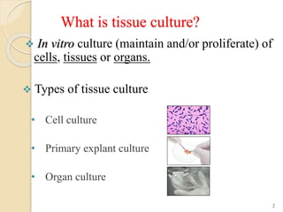 Introduction to animal cell culture