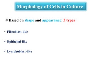 • Fibroblast-like
• Epithelial-like
• Lymphoblast-like
Morphology of Cells in Culture
Based on shape and appearance: 3 types
 