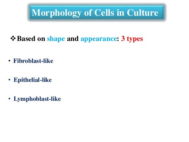 intro animal cell culture This workshop provides a solid basis for the understanding of the growth of animal cells and combines lecture and laboratory exercises topics include: introduction to cell and tissue culture, serum containing media and the use of serum cell counting and viability determination, development of growth curves, growth of adherent and suspension cells, transfection technologies for recombinant . intro animal cell culture This workshop provides a solid basis for the understanding of the growth of animal cells and combines lecture and laboratory exercises topics include: introduction to cell and tissue culture, serum containing media and the use of serum cell counting and viability determination, development of growth curves, growth of adherent and suspension cells, transfection technologies for recombinant .