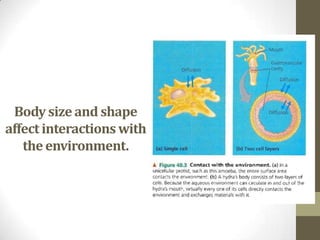 Introduction to animal form & function | PPTX