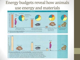 Introduction to animal form & function | PPTX