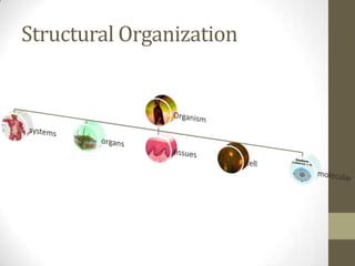 Introduction to animal form & function | PPTX