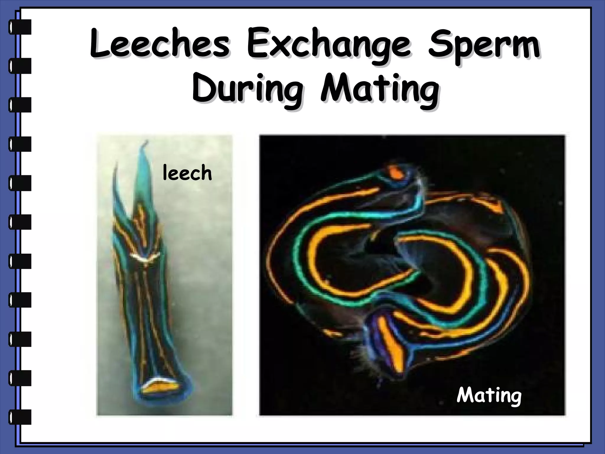 Leeches Exchange Sperm
During Mating
leech

Mating

 
