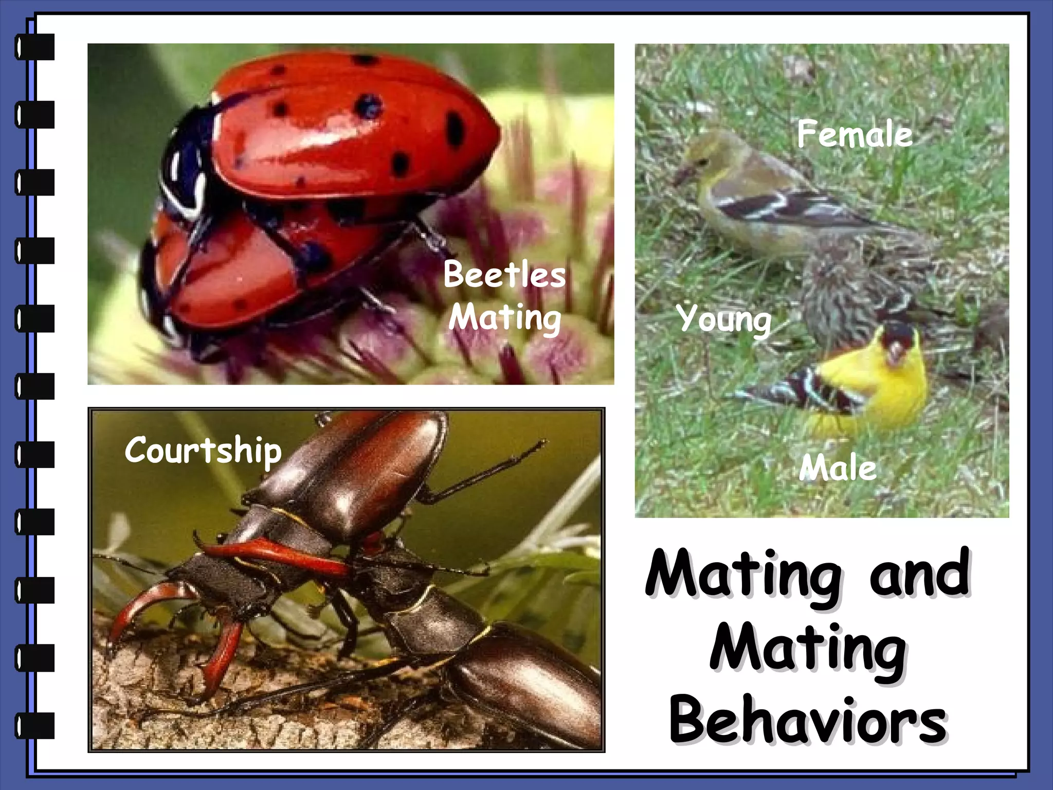 Female

Beetles
Mating
Courtship

Young

Male

Mating and
Mating
Behaviors

 