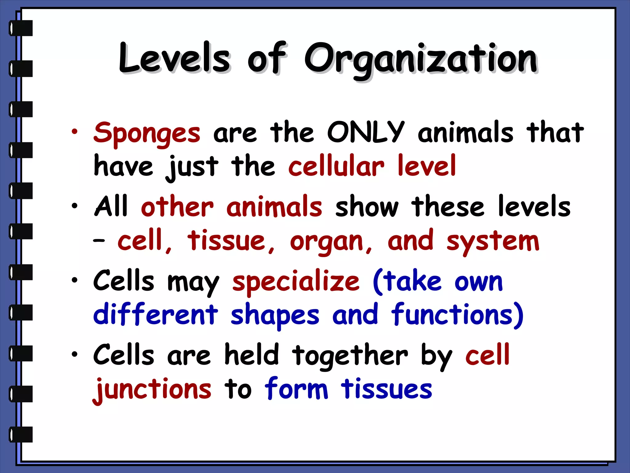 Levels of Organization
• Sponges are the ONLY animals that
have just the cellular level
• All other animals show these levels
– cell, tissue, organ, and system
• Cells may specialize (take own
different shapes and functions)
• Cells are held together by cell
junctions to form tissues

 