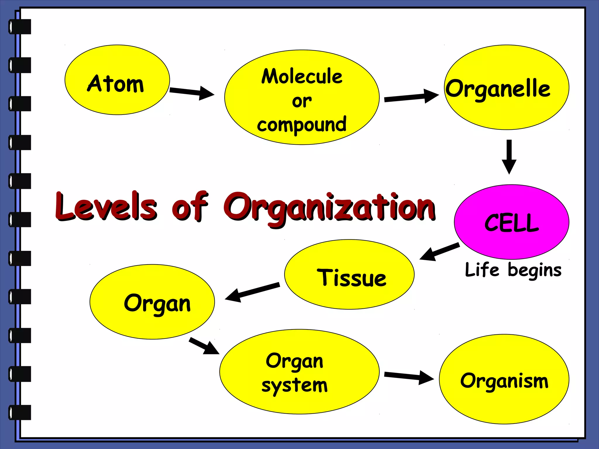 Atom

Molecule
or
compound

Levels of Organization
Organ

Tissue
Organ
system

Organelle

CELL
Life begins

Organism

 