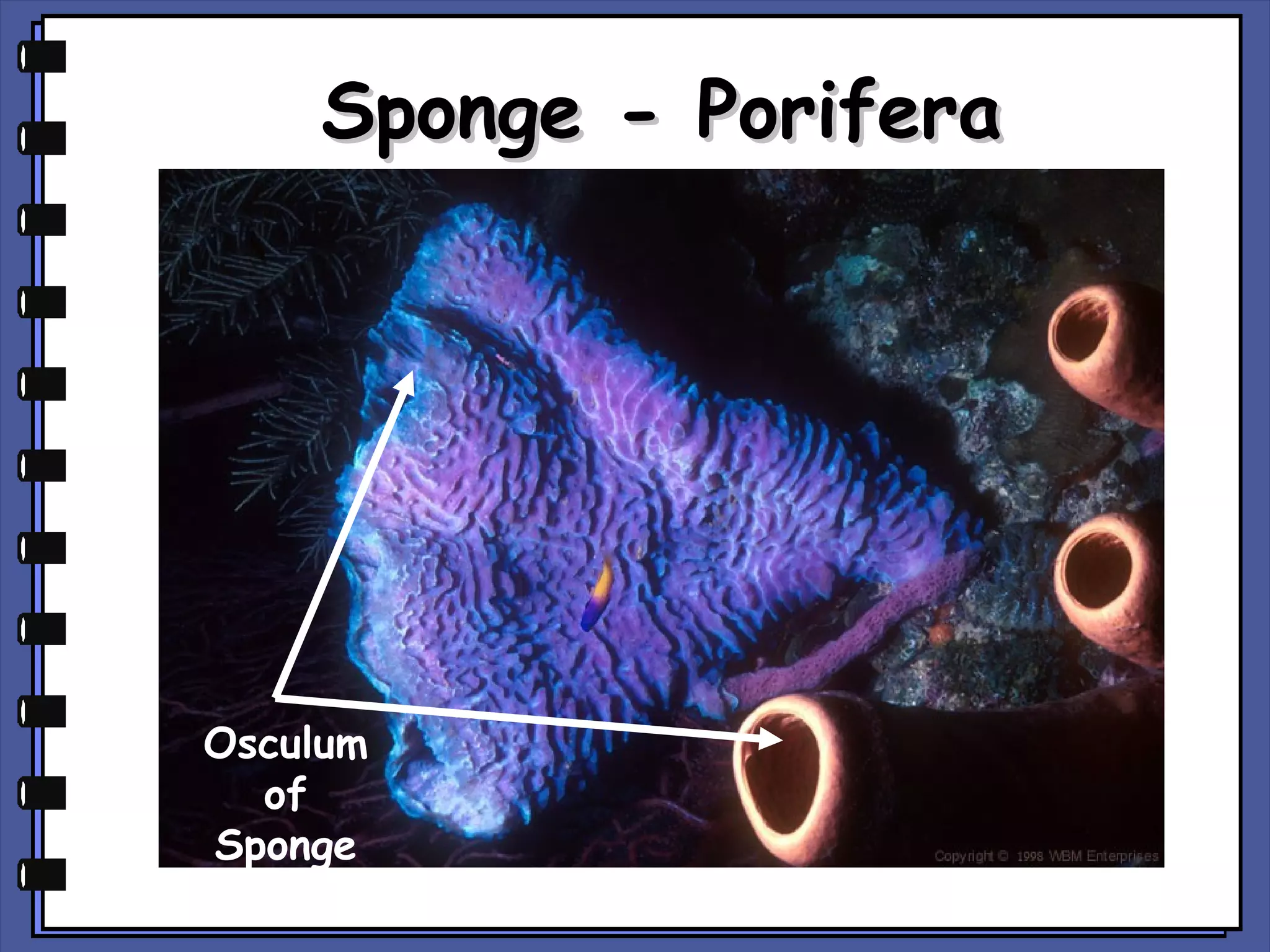 Sponge - Porifera

Osculum
of
Sponge

 