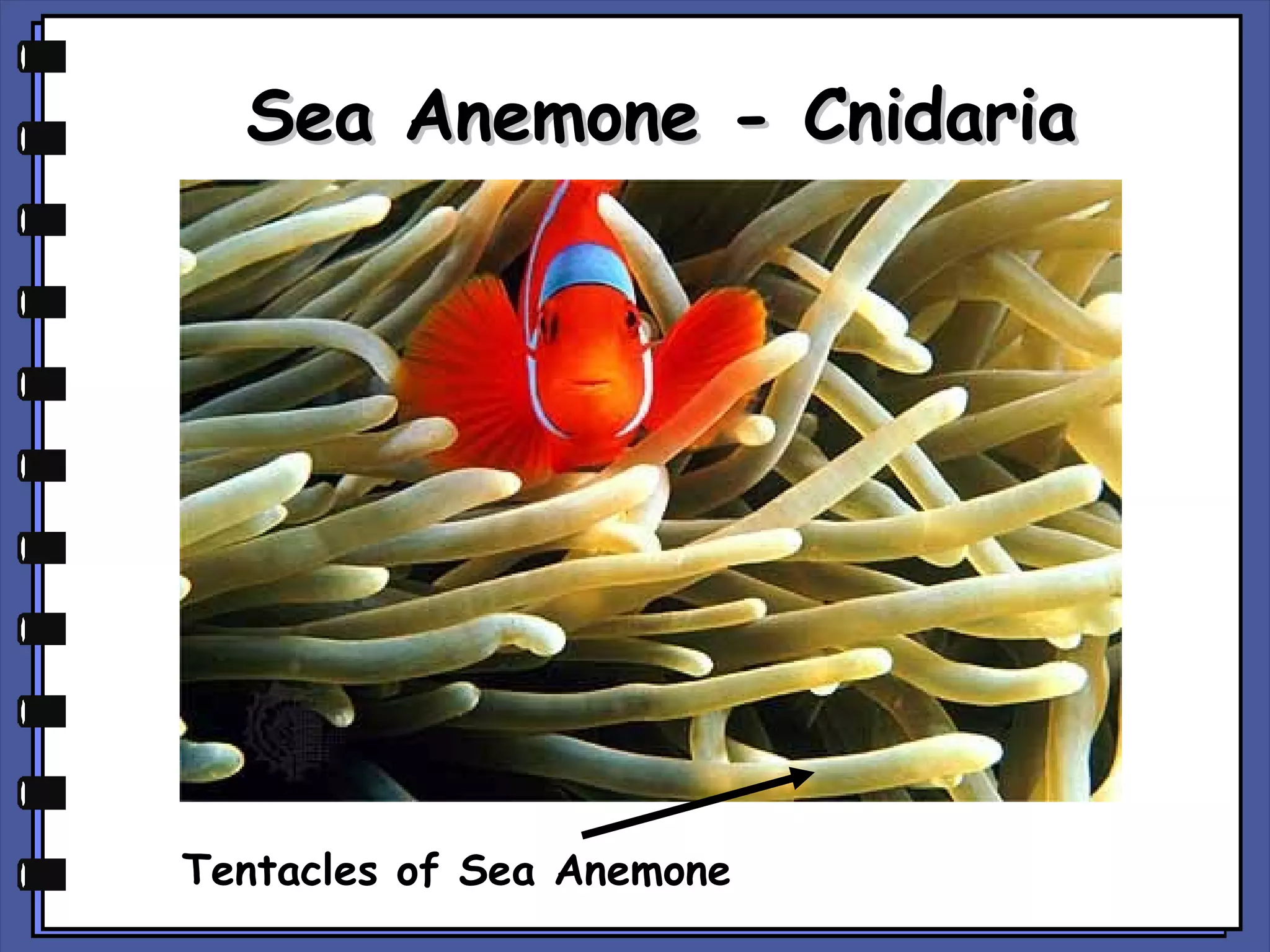 Sea Anemone - Cnidaria

Tentacles of Sea Anemone

 