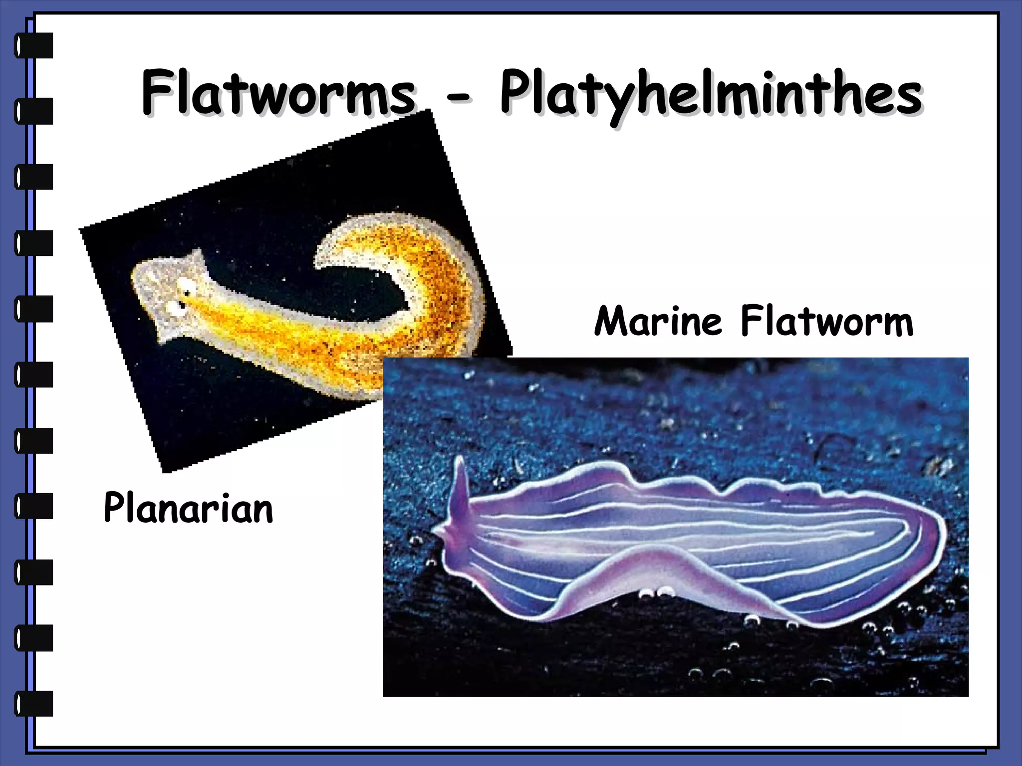 Flatworms - Platyhelminthes

Marine Flatworm

Planarian

 