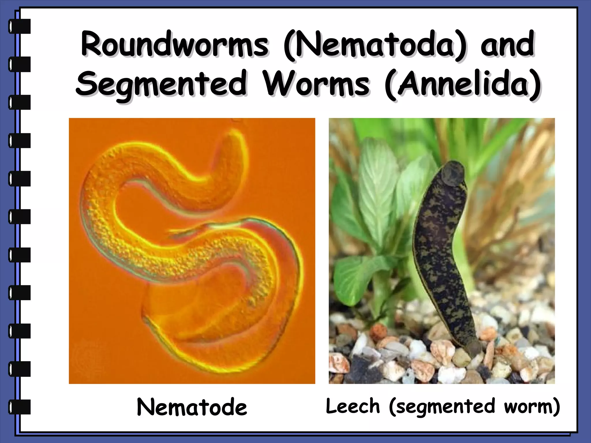 Roundworms (Nematoda) and
Segmented Worms (Annelida)

Nematode

Leech (segmented worm)

 