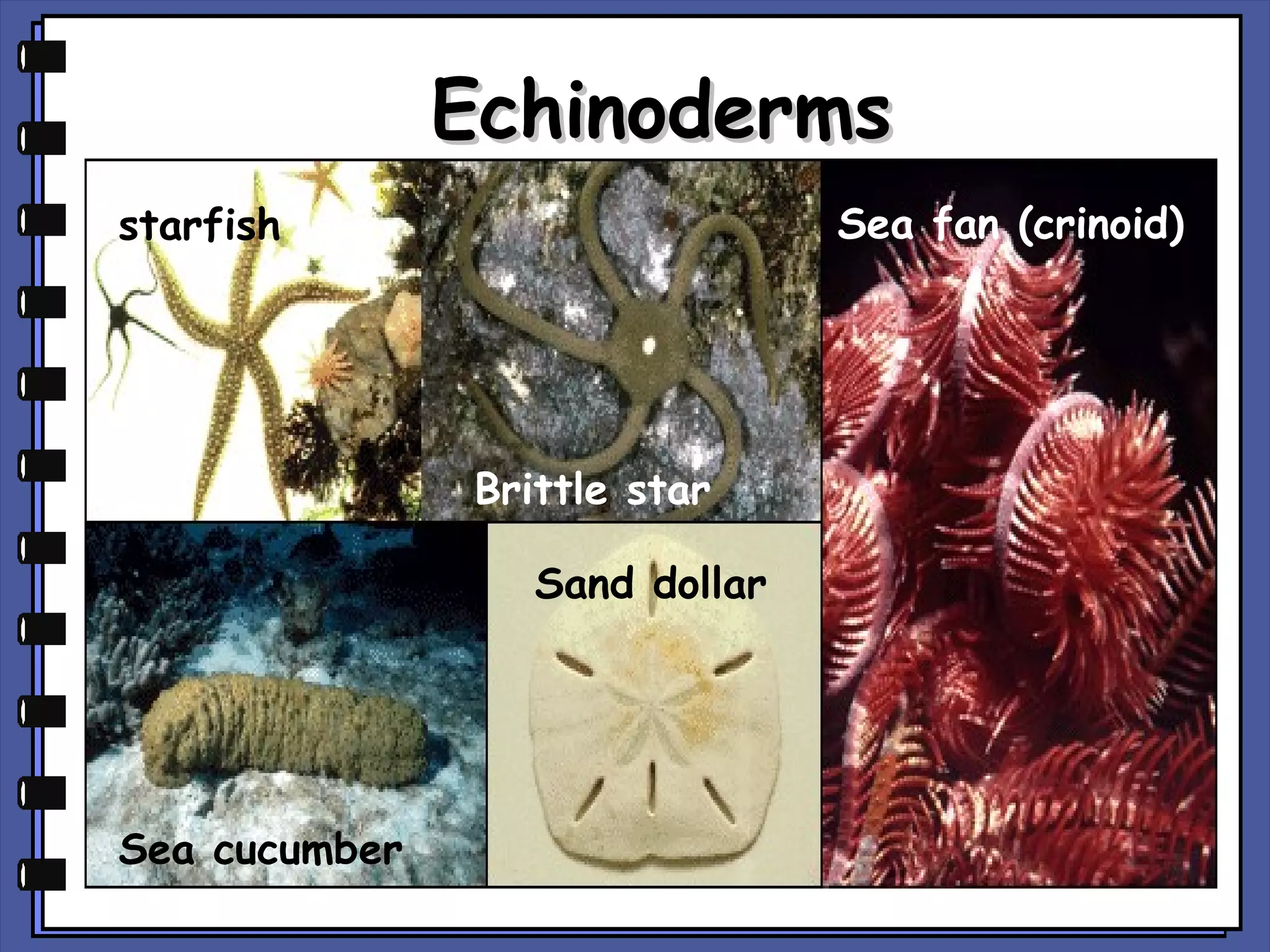 Echinoderms
Sea fan (crinoid)

starfish

Brittle star
Sand dollar

Sea cucumber

 