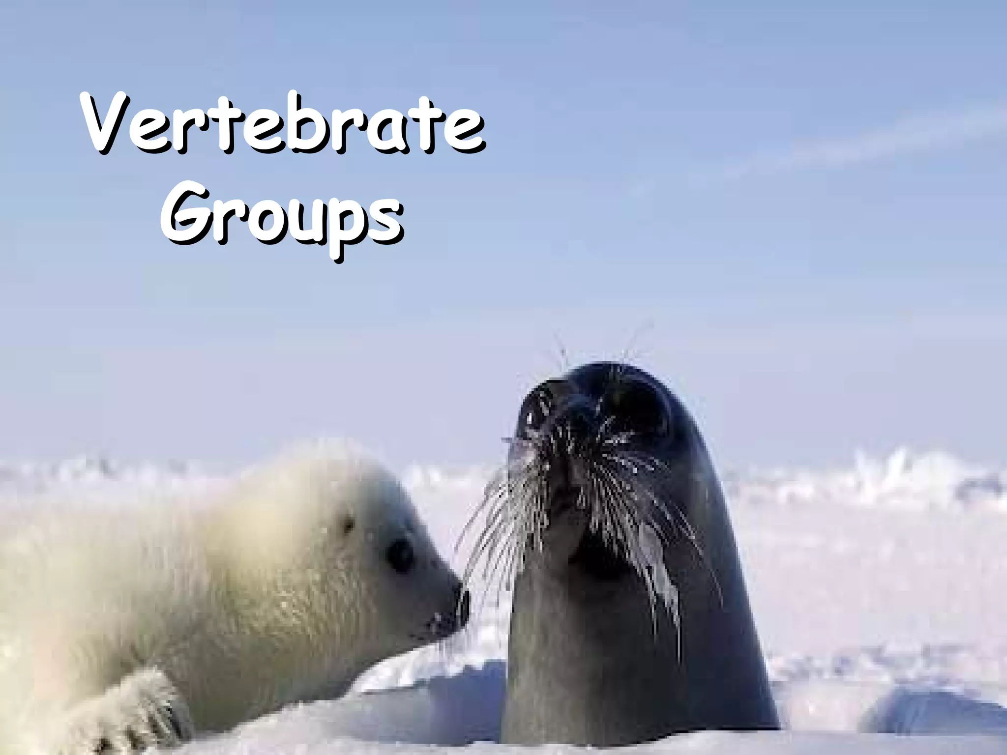 Vertebrate
Groups

 