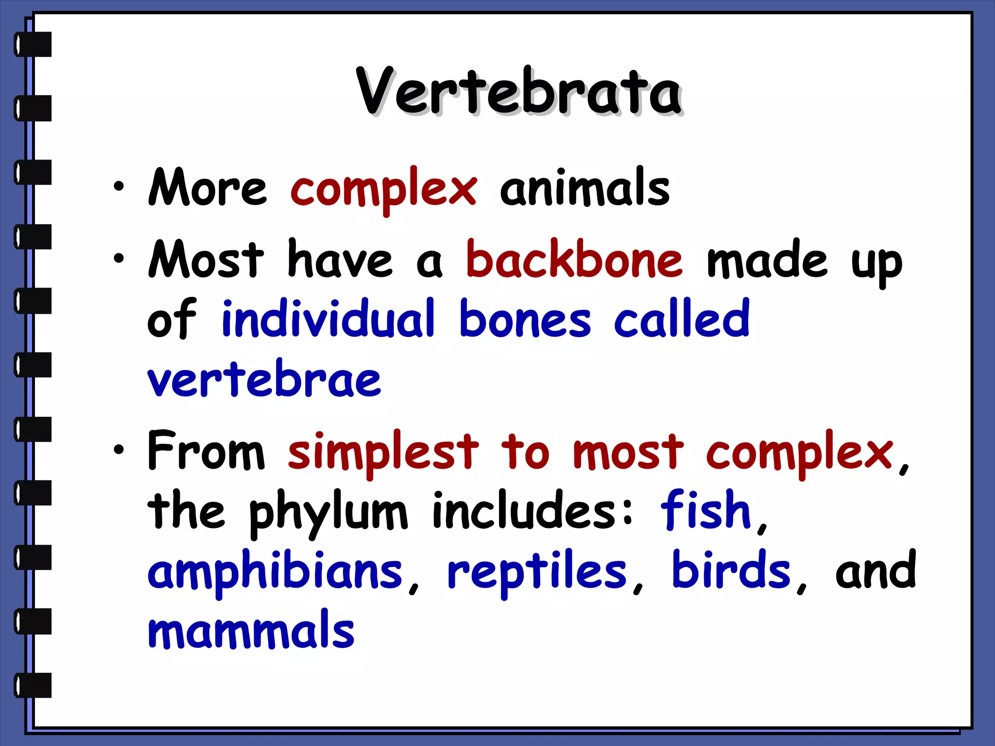 Vertebrata
• More complex animals
• Most have a backbone made up
of individual bones called
vertebrae
• From simplest to most complex,
the phylum includes: fish,
amphibians, reptiles, birds, and
mammals

 