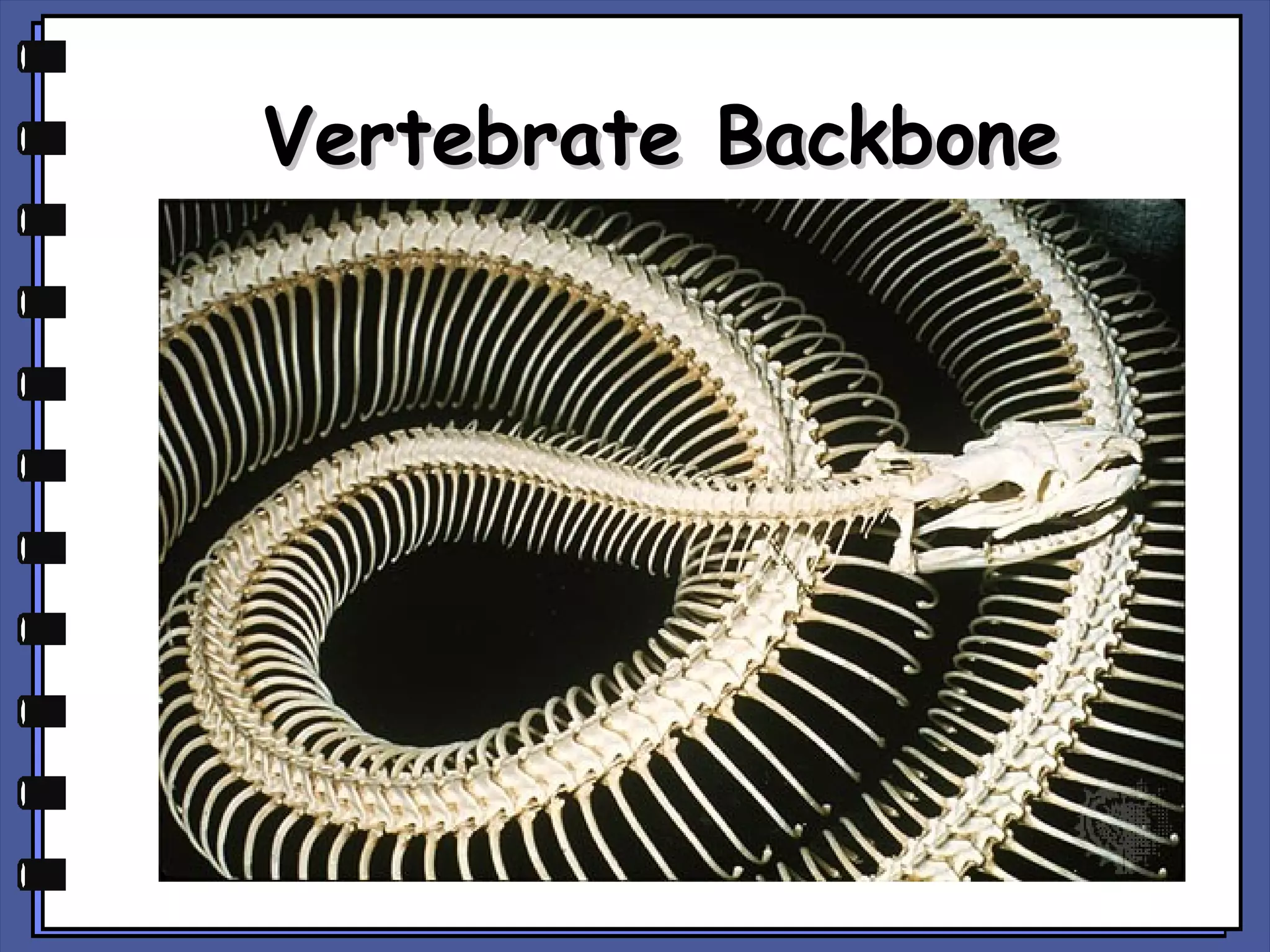 Vertebrate Backbone

 