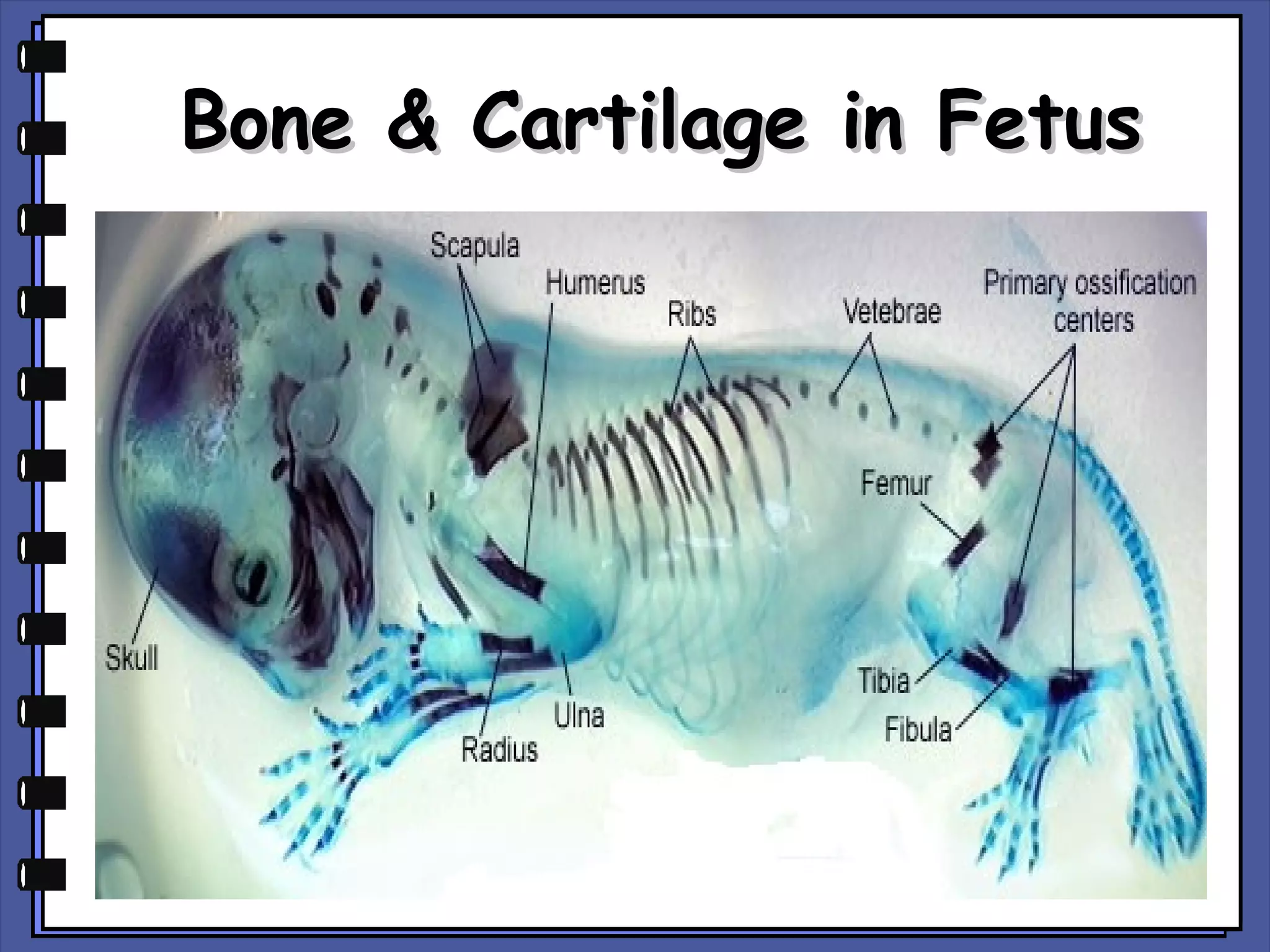 Bone & Cartilage in Fetus

 