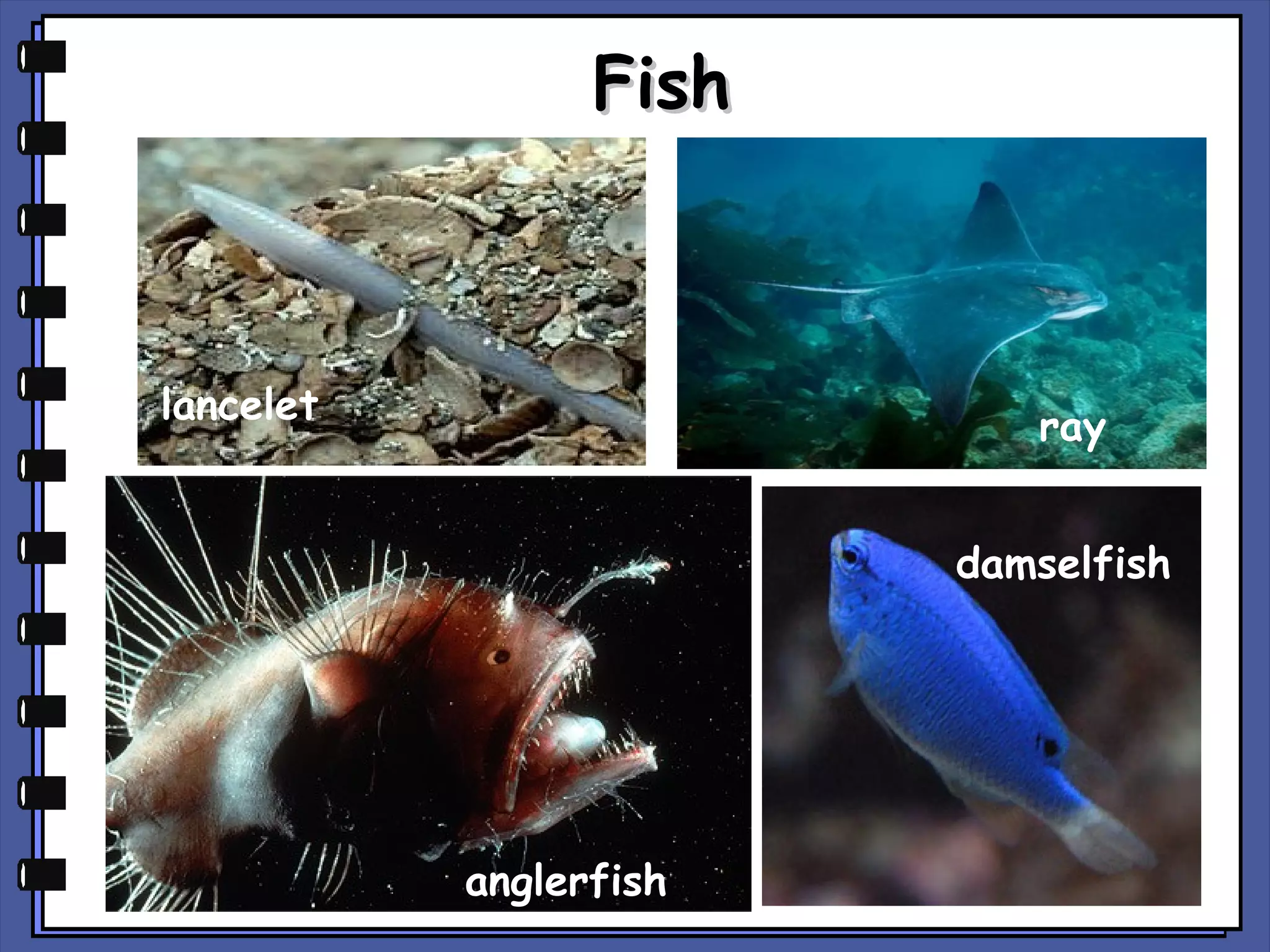 Fish

lancelet

ray
damselfish

anglerfish

 