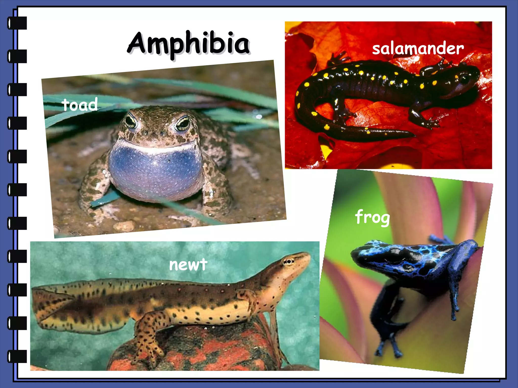 Amphibia

salamander

toad

frog
newt

 
