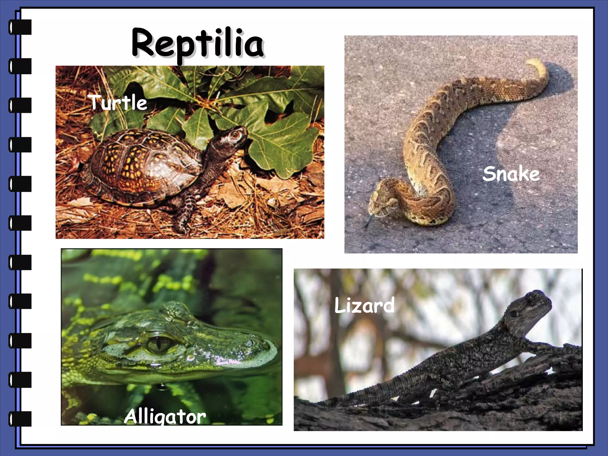 Reptilia
Turtle
Snake

Lizard

Alligator

 