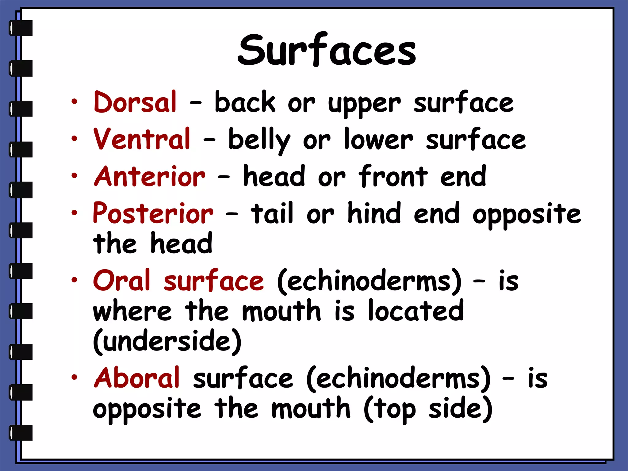 Surfaces
Dorsal – back or upper surface
Ventral – belly or lower surface
Anterior – head or front end
Posterior – tail or hind end opposite
the head
• Oral surface (echinoderms) – is
where the mouth is located
(underside)
• Aboral surface (echinoderms) – is
opposite the mouth (top side)
•
•
•
•

 