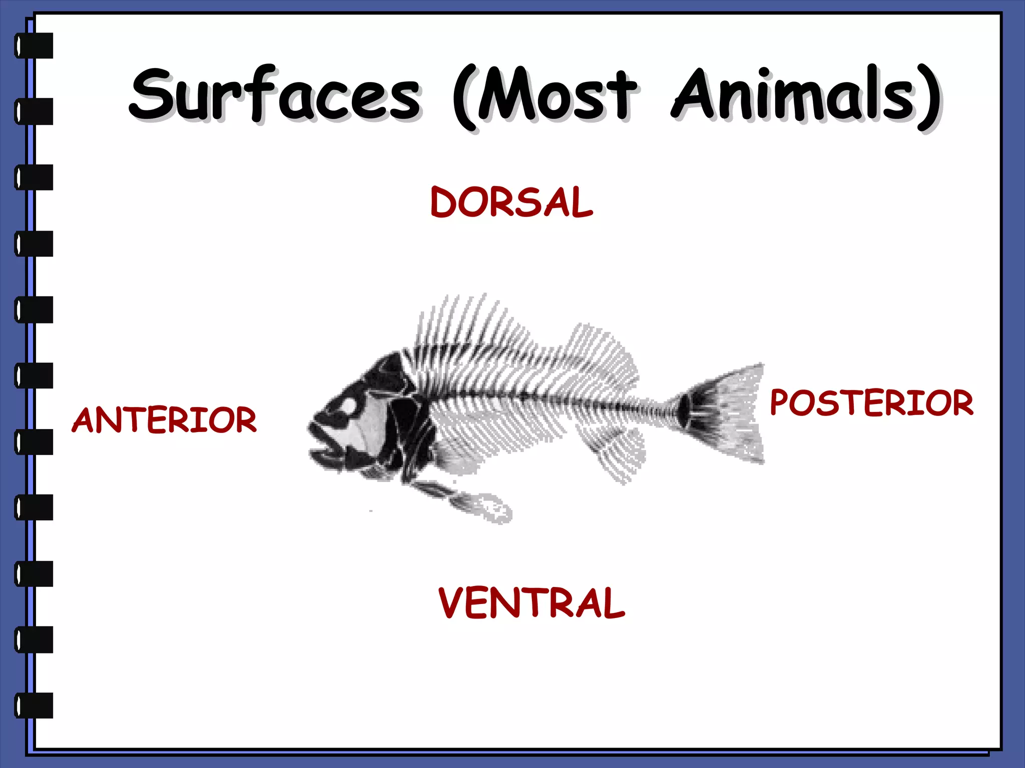 Surfaces (Most Animals)
DORSAL

POSTERIOR

ANTERIOR

VENTRAL

 