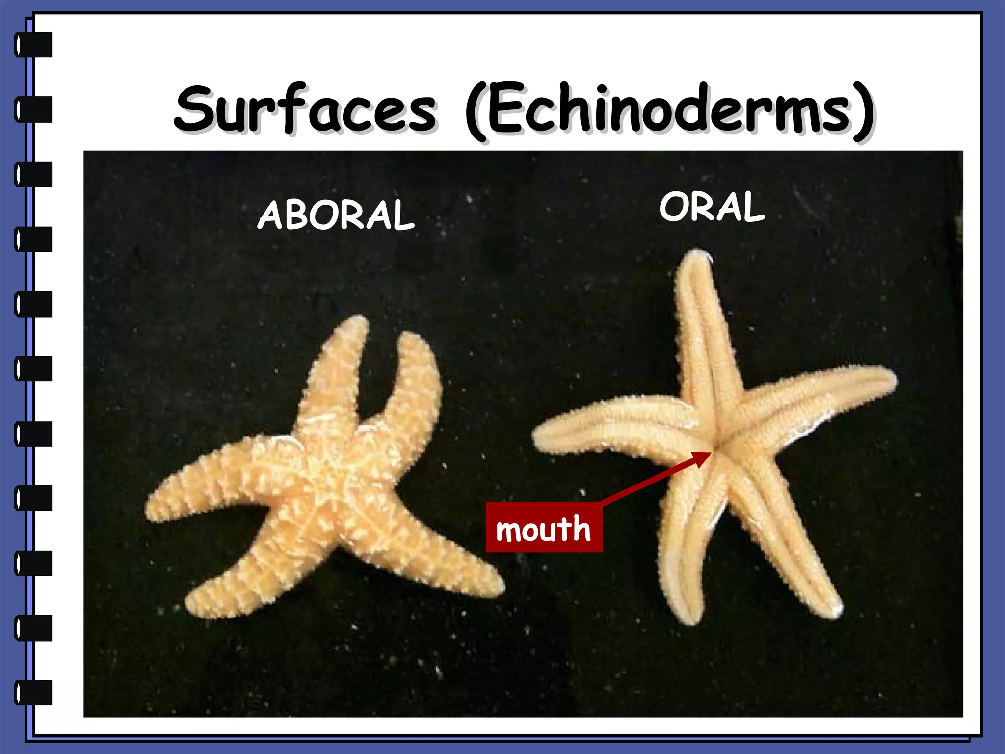 Surfaces (Echinoderms)
ORAL

ABORAL

mouth

 