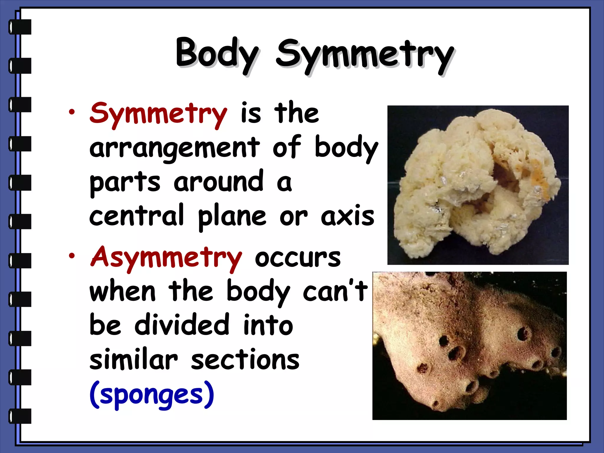 Body Symmetry
• Symmetry is the
arrangement of body
parts around a
central plane or axis
• Asymmetry occurs
when the body can’t
be divided into
similar sections
(sponges)

 