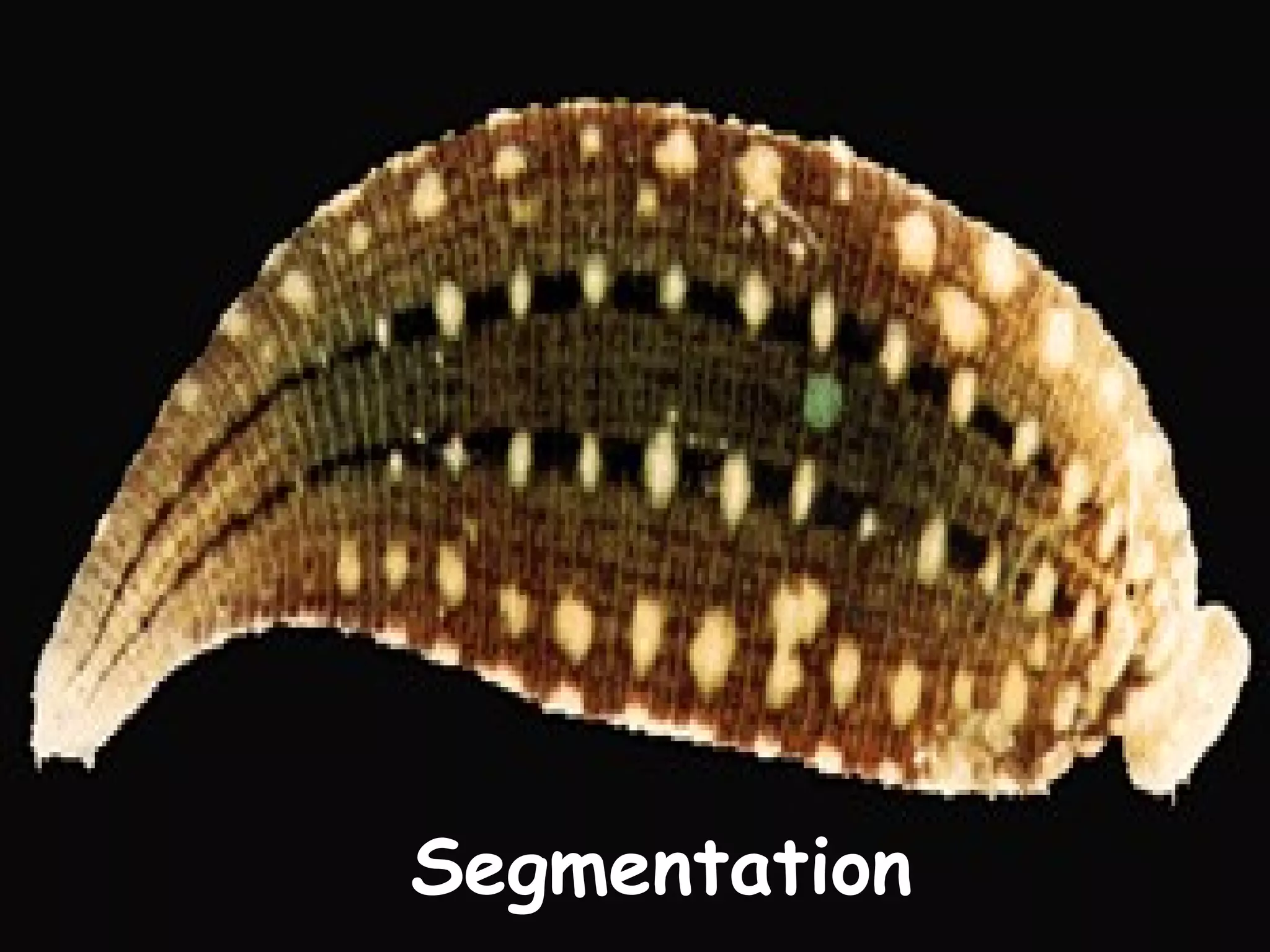 Segmentation

 