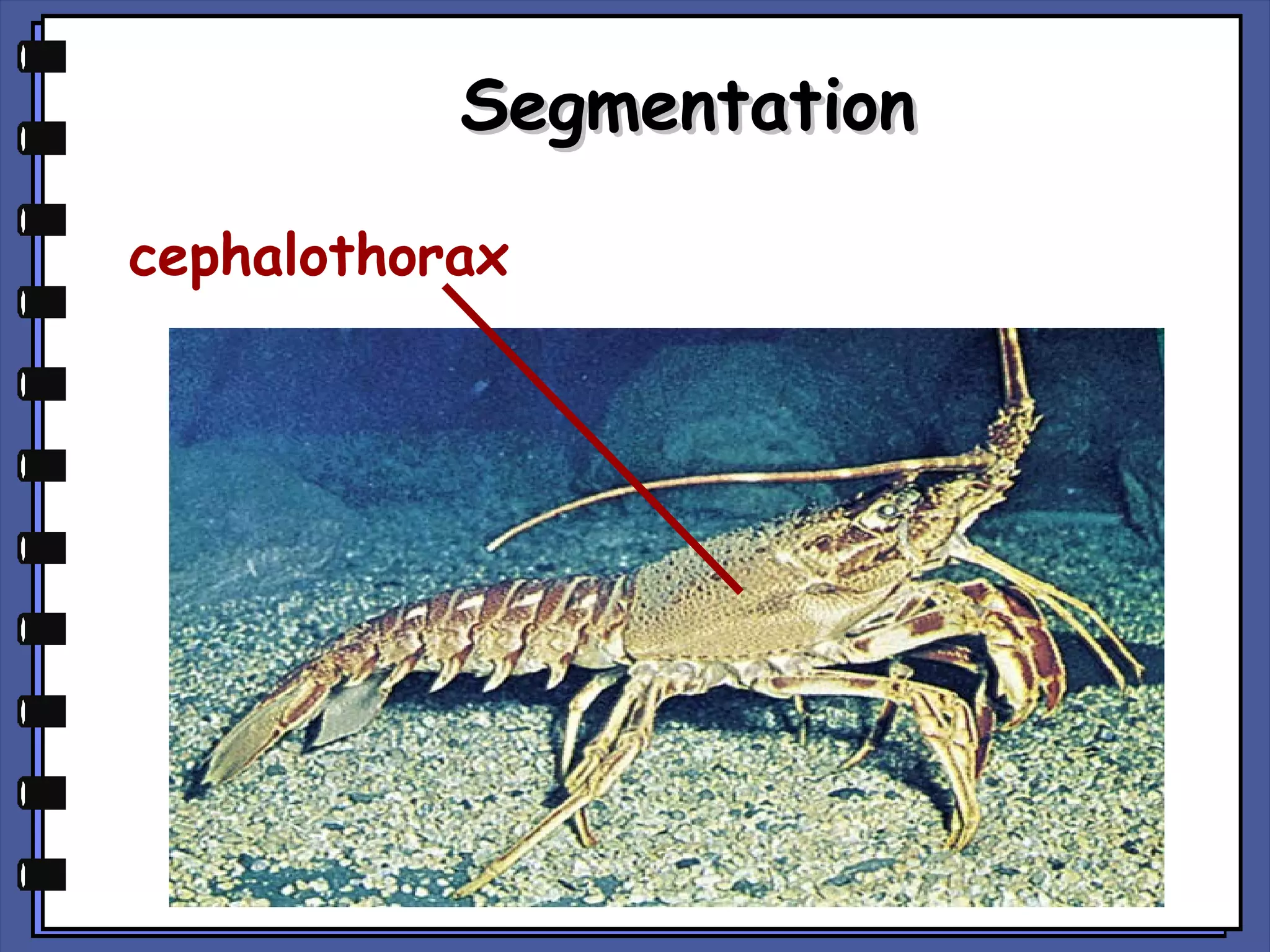 Segmentation
cephalothorax

 