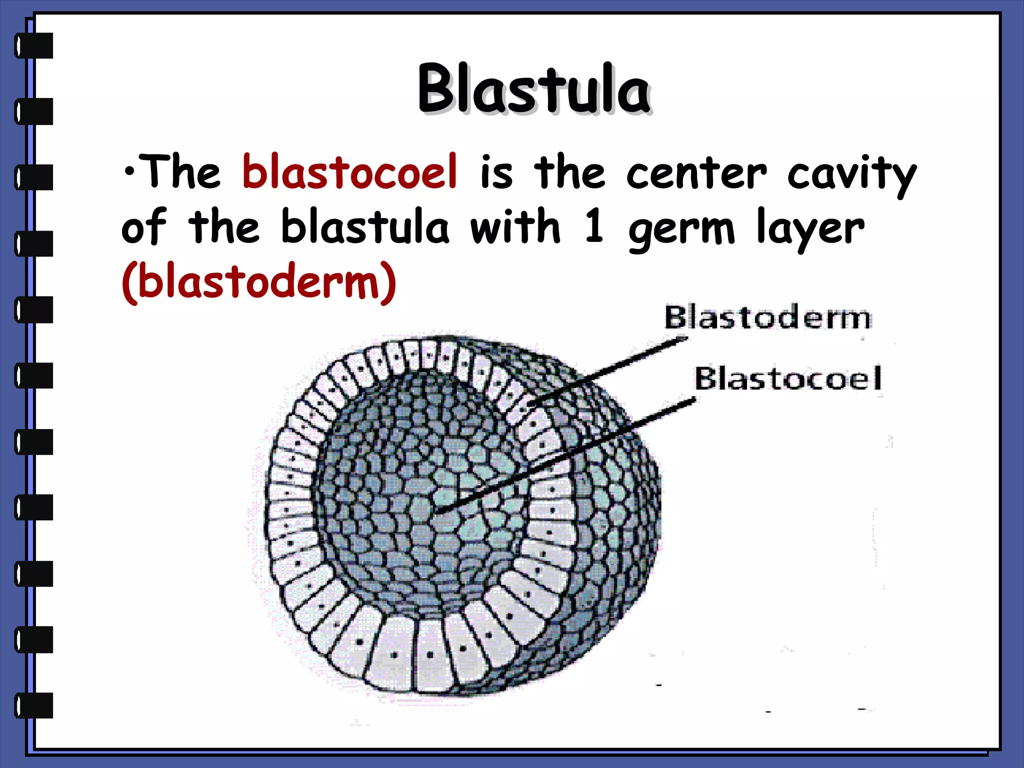 Blastula
•The blastocoel is the center cavity
of the blastula with 1 germ layer
(blastoderm)

 