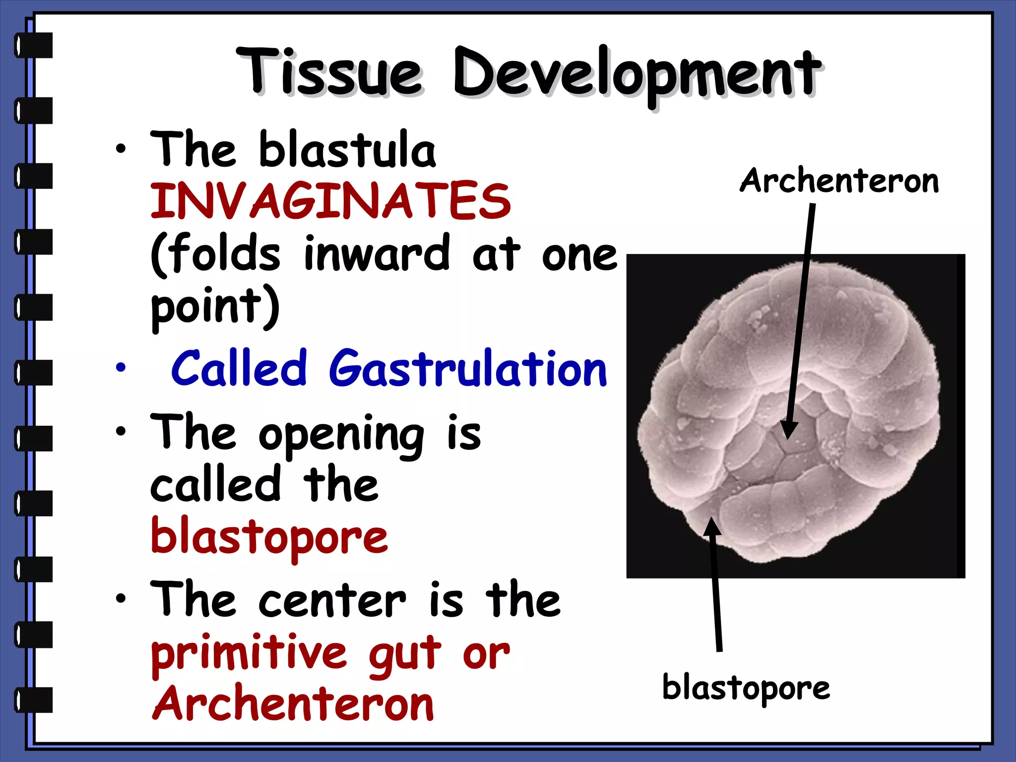 Tissue Development

• The blastula
INVAGINATES
(folds inward at one
point)
• Called Gastrulation
• The opening is
called the
blastopore
• The center is the
primitive gut or
Archenteron

Archenteron

blastopore

 