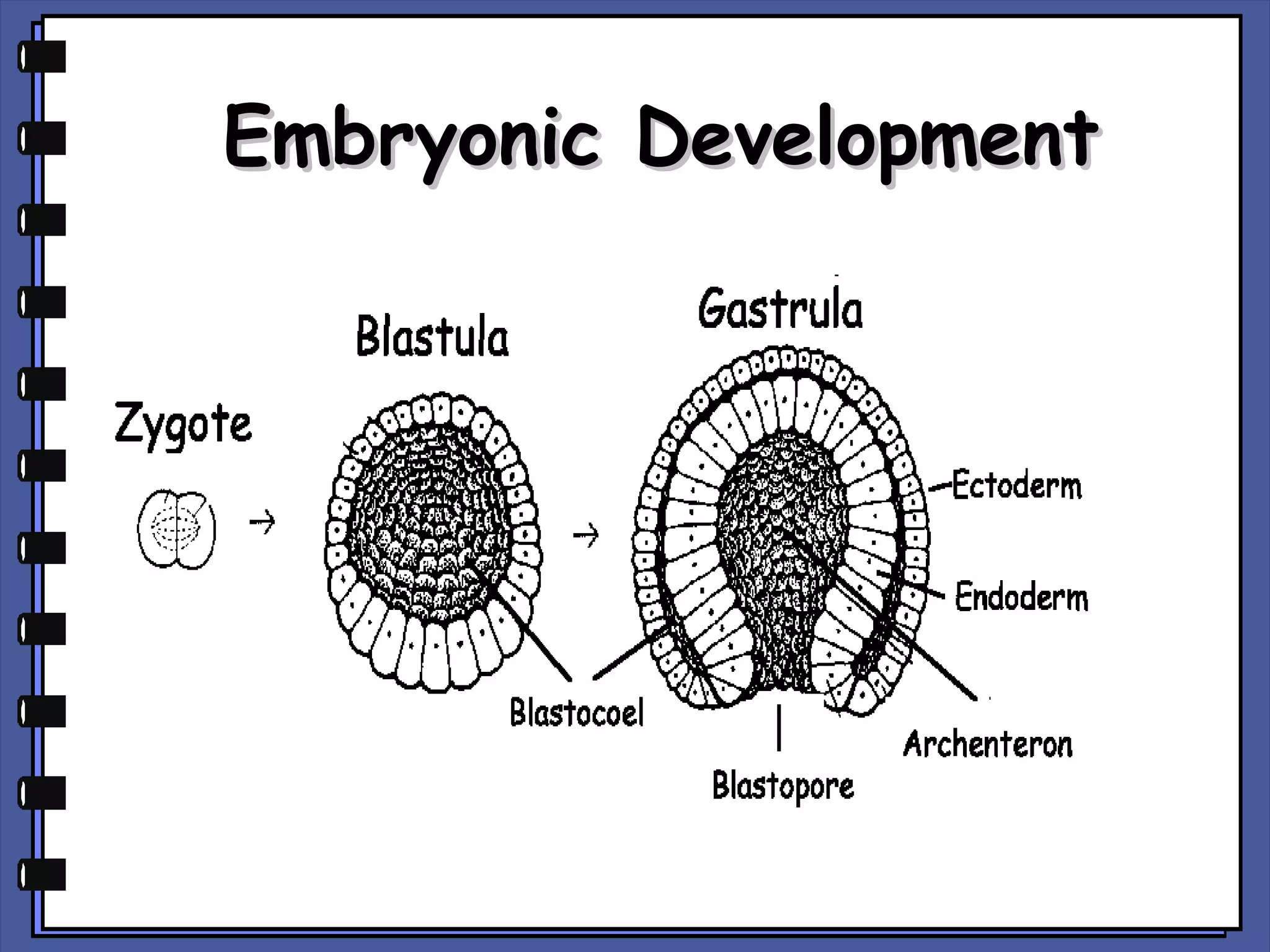 Embryonic Development

 