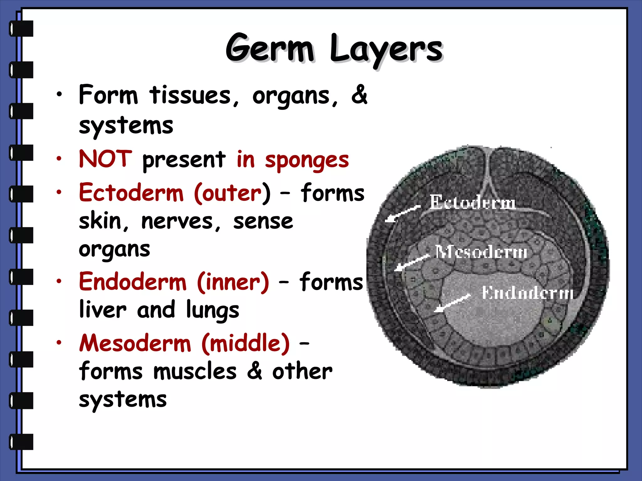 Germ Layers
• Form tissues, organs, &
systems
• NOT present in sponges
• Ectoderm (outer) – forms
skin, nerves, sense
organs
• Endoderm (inner) – forms
liver and lungs
• Mesoderm (middle) –
forms muscles & other
systems

 