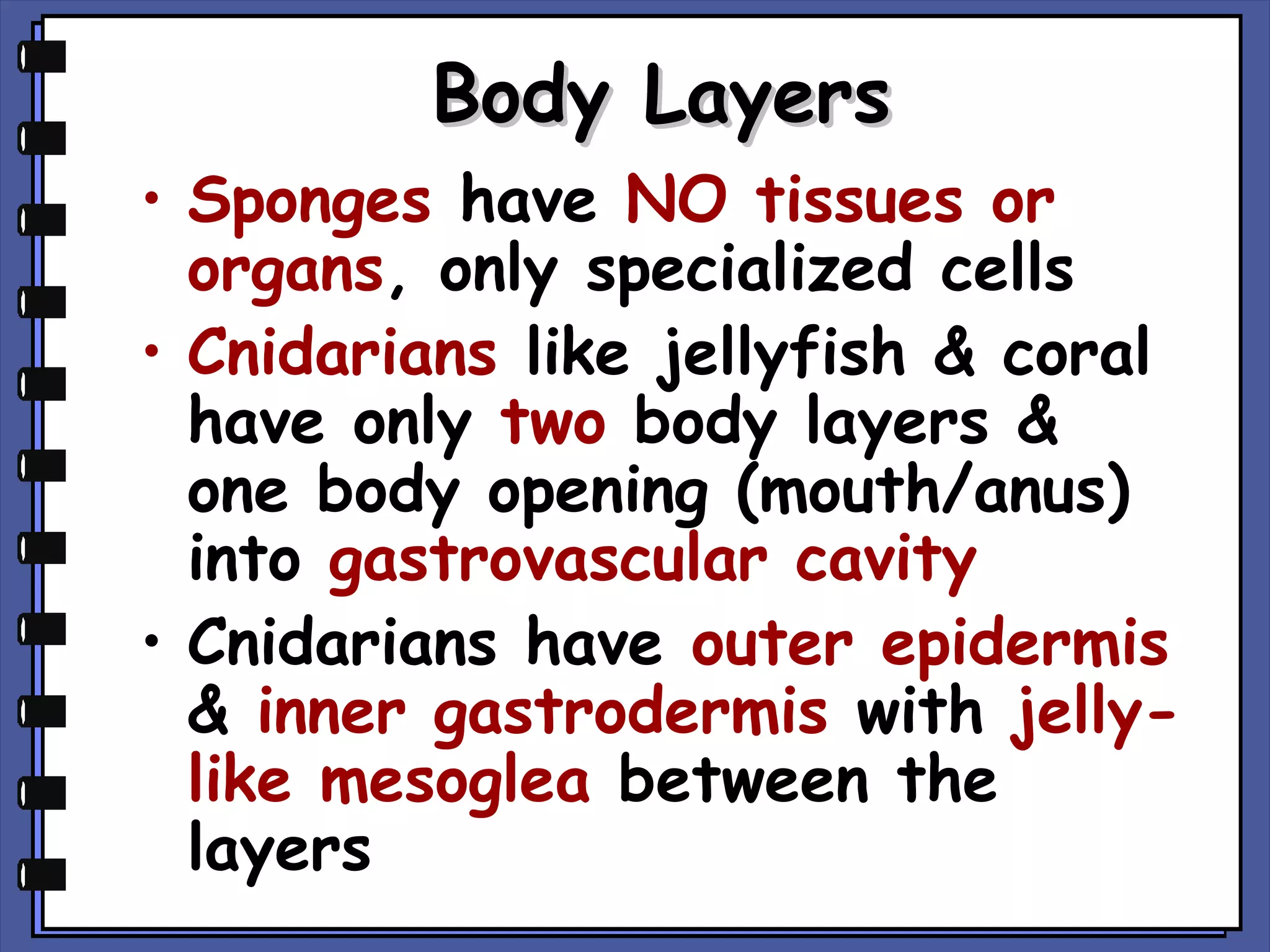Body Layers
• Sponges have NO tissues or
organs, only specialized cells
• Cnidarians like jellyfish & coral
have only two body layers &
one body opening (mouth/anus)
into gastrovascular cavity
• Cnidarians have outer epidermis
& inner gastrodermis with jellylike mesoglea between the
layers

 