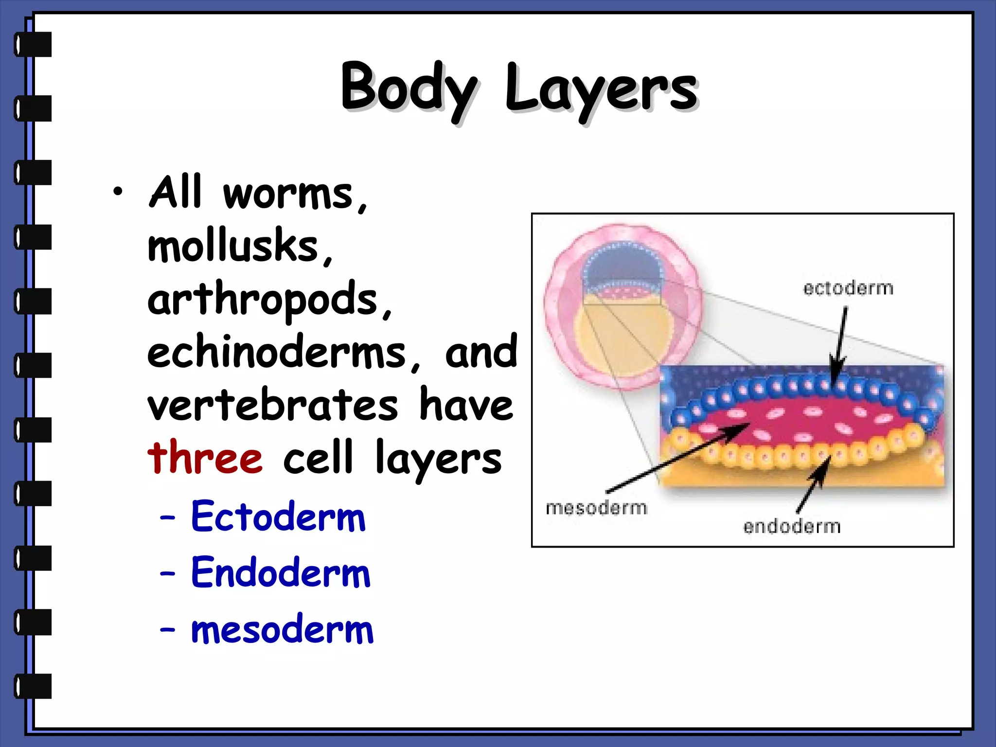 Body Layers
• All worms,
mollusks,
arthropods,
echinoderms, and
vertebrates have
three cell layers
– Ectoderm
– Endoderm
– mesoderm

 
