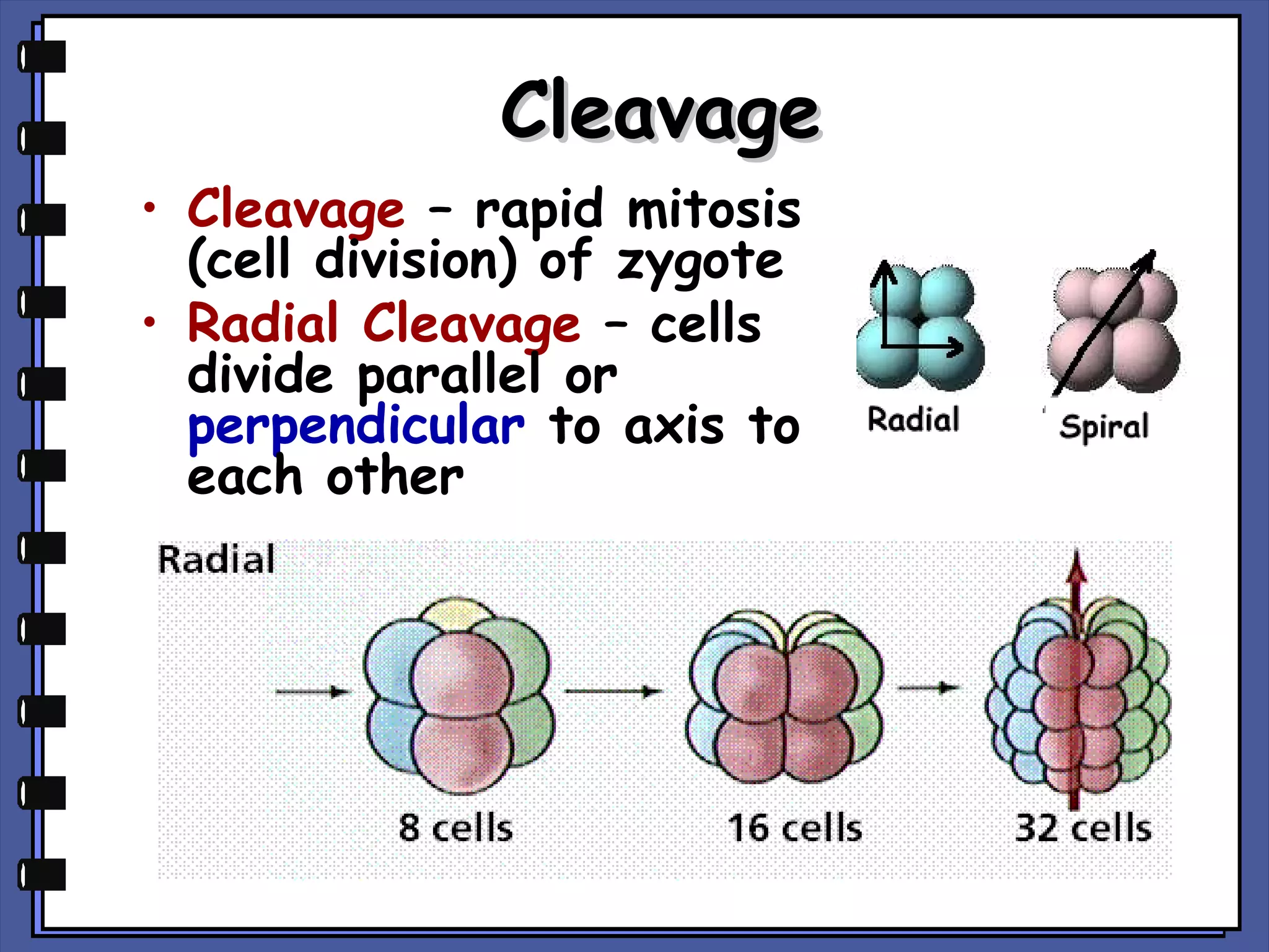 Cleavage
• Cleavage – rapid mitosis
(cell division) of zygote
• Radial Cleavage – cells
divide parallel or
perpendicular to axis to
each other

 